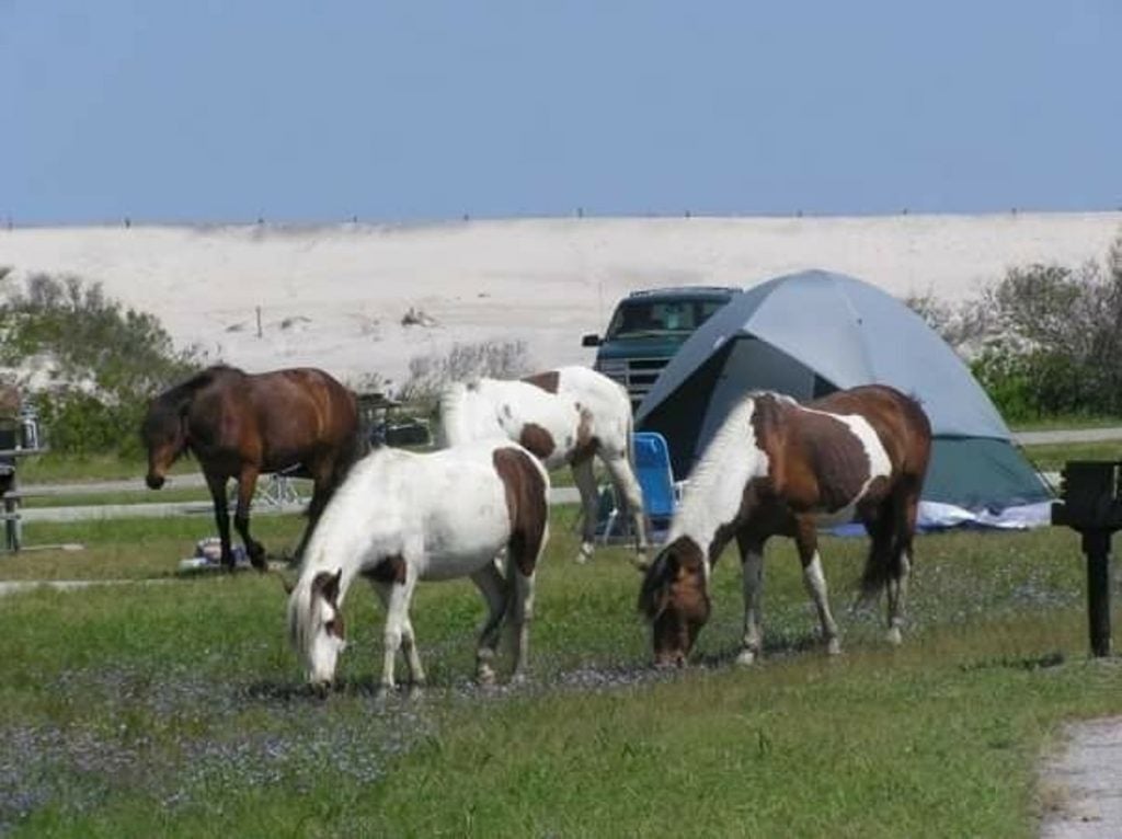 assateague island national seashore phone number assateague island national seashore phone number