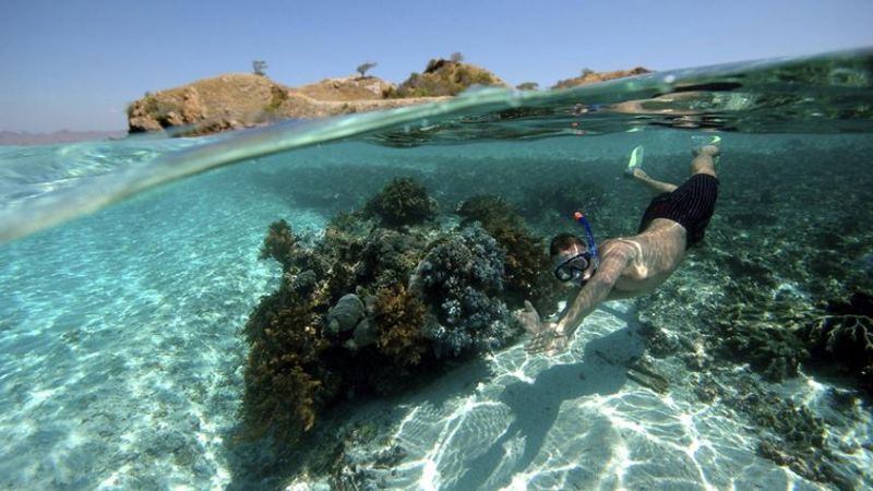 Snorkeling di Dry Tortugas