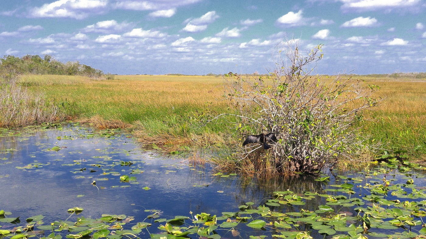 How and Where to Plan The Best Everglades Camping Trip
