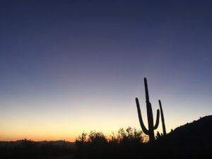 Here's Where to Camp in Saguaro National Park