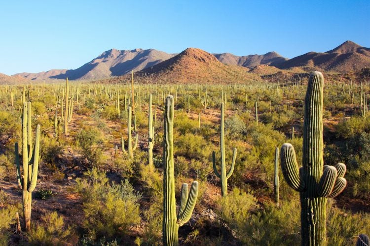 Here's Where to Camp in Saguaro National Park