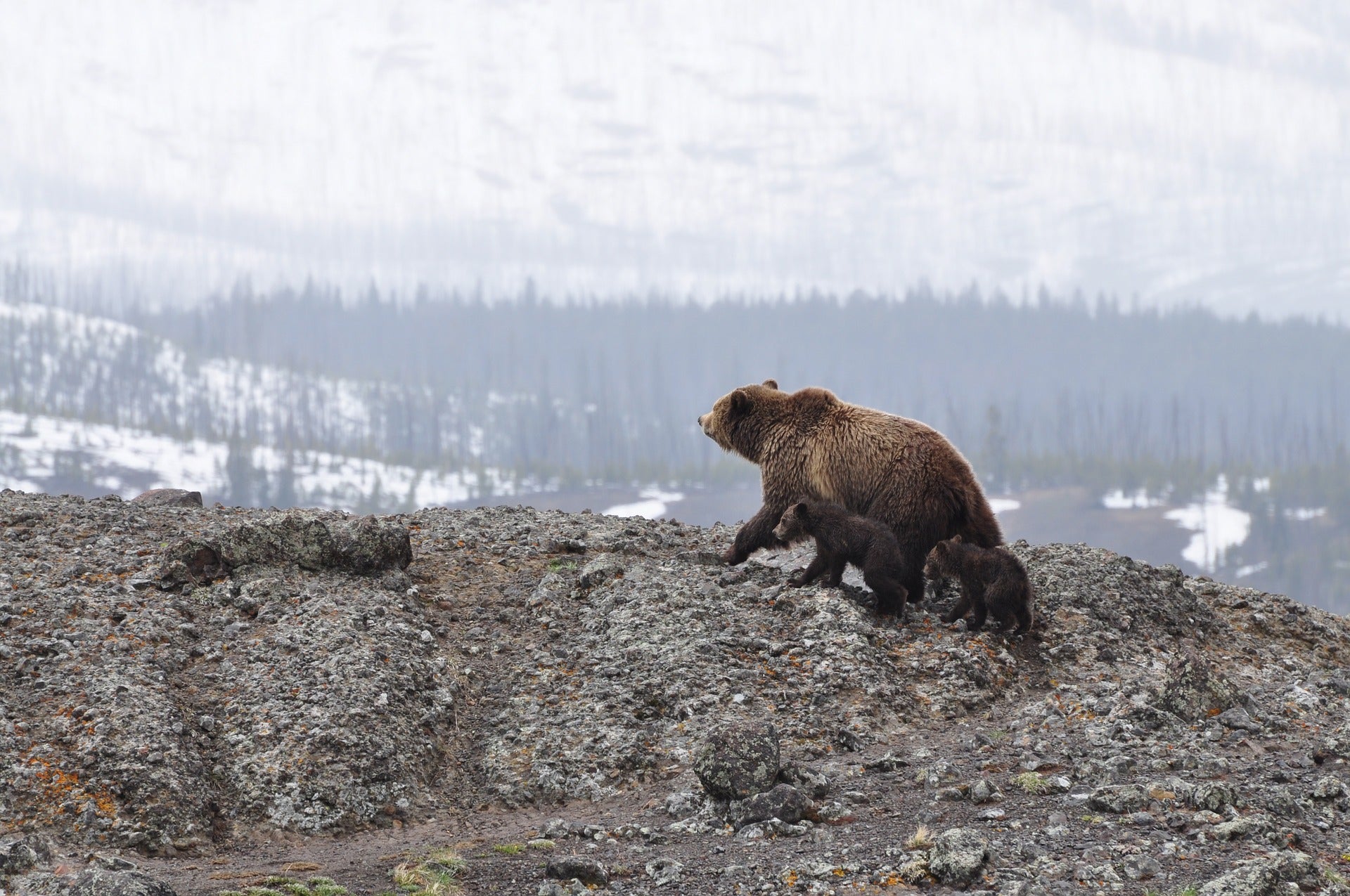 Easy Bear Safety For Hikers and Campers 