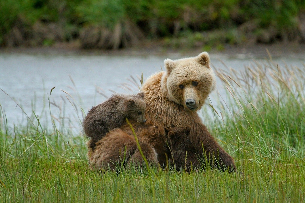 This Hiker Survived a Grizzly Bear Encounter. Here's How You Can, Too.