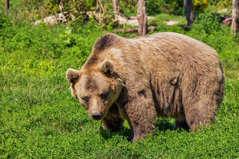 Image result for walter and mafalda grizzly bears