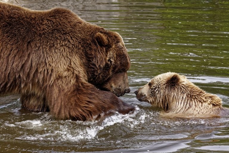 This Hiker Survived a Grizzly Bear Encounter. Here's How You Can, Too.