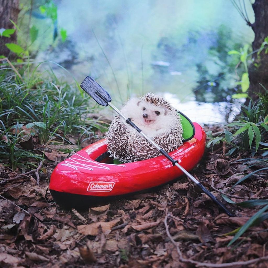 hedgehog camping stories