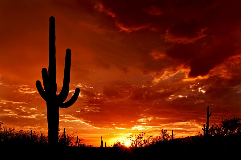 silhouette of a cactus at sunset in mesa verde national park