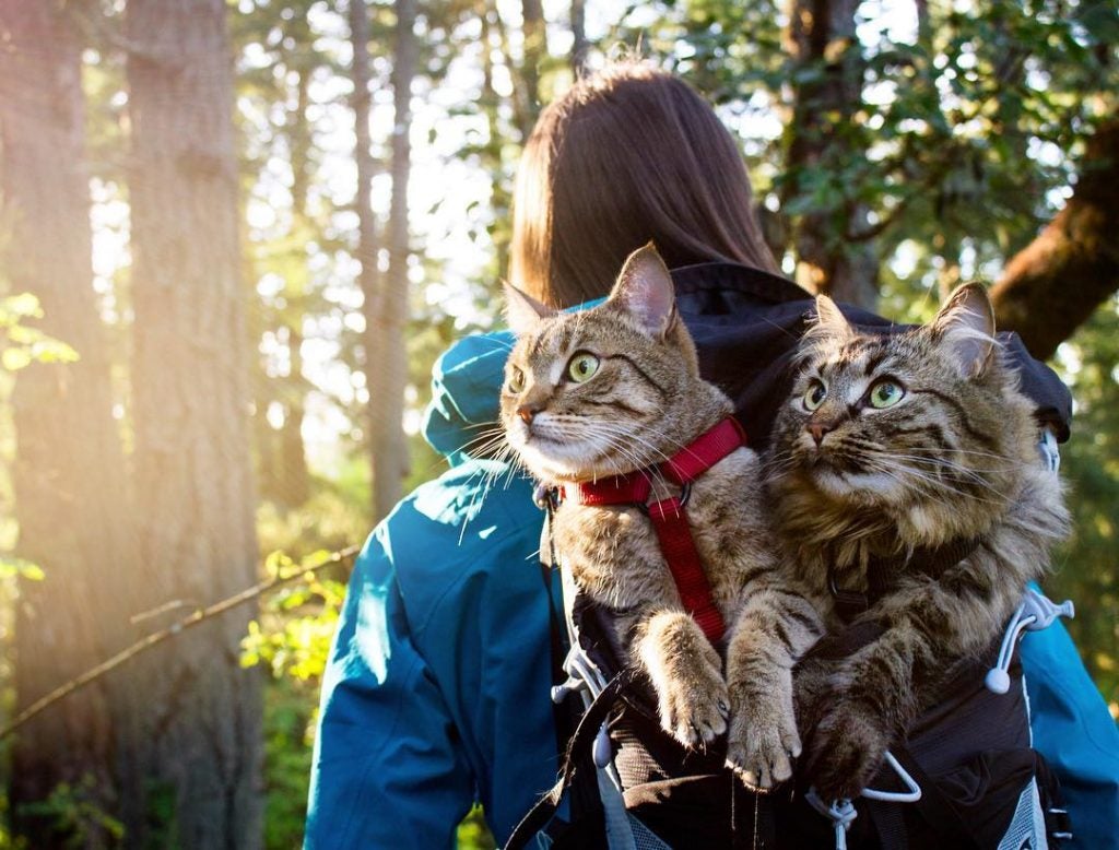 The Wild Adventures of Two Rescued Cats Bolt and Keel 