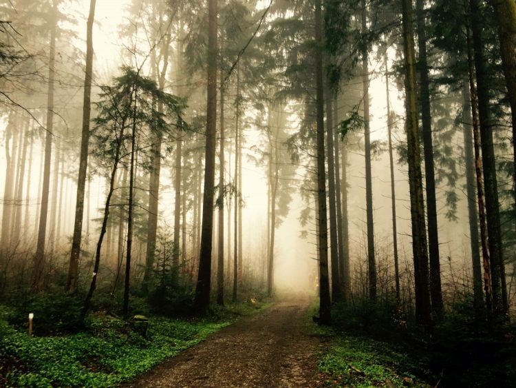 Forest Bathing is the Perfect Excuse to Do Nothing in the Woods