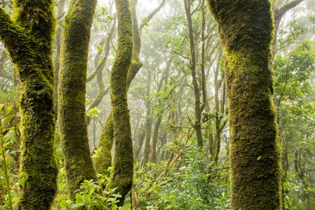 Forest bathing isn't so bad if it means hanging out here all day, right?