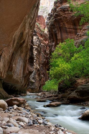 Expert Tips to Remember When Hiking The Narrows in Zion N.P.