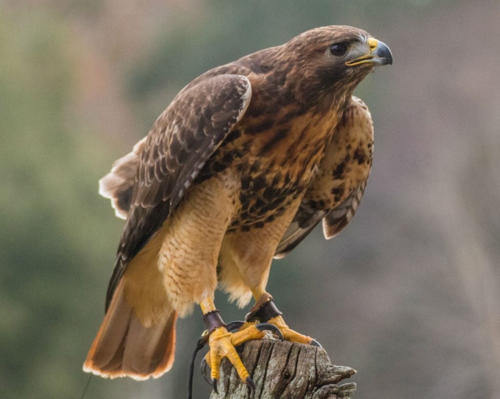 Sometimes, camping in South Carolina means getting closer to animals you might not have expected to see.