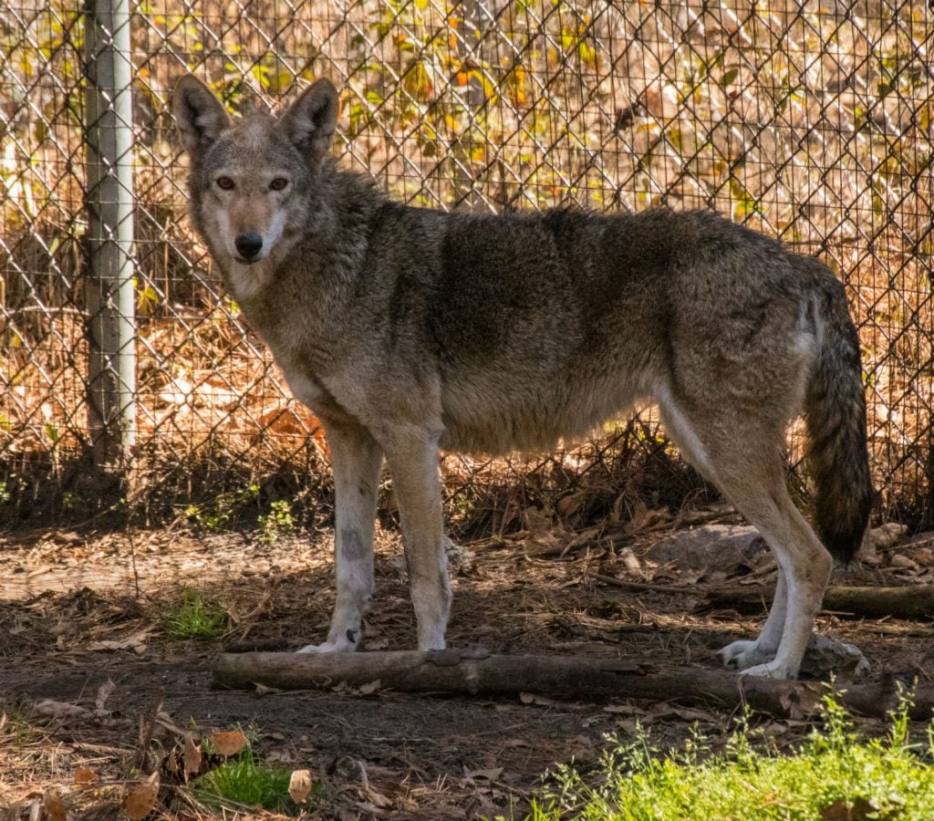 This beast may be behind a fence, but you should still beware of wild animals when coastal camping in South Carolina.