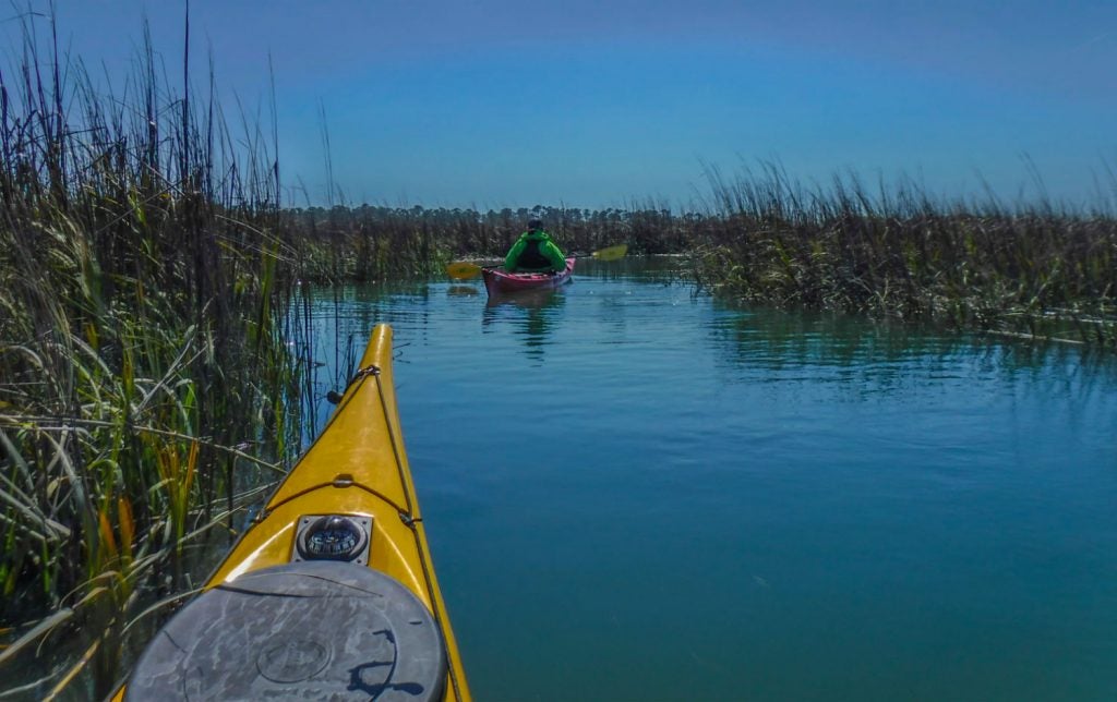 You'll likely encounter many wild animals when camping in South Carolina.