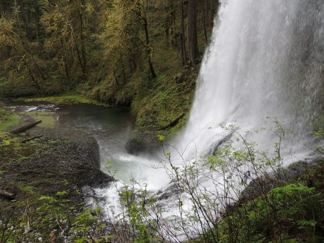 Кочедыжник silver falls описание