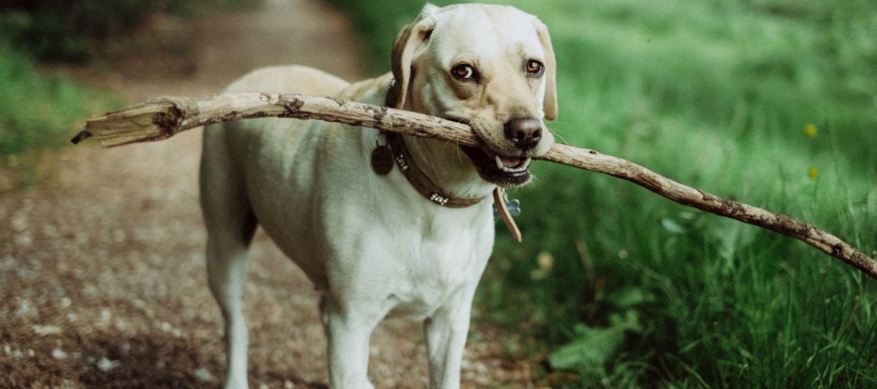 best dog breed for rv travel