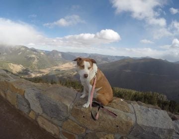 The 5 Least Dog Friendly National Parks + Where to Camp Instead