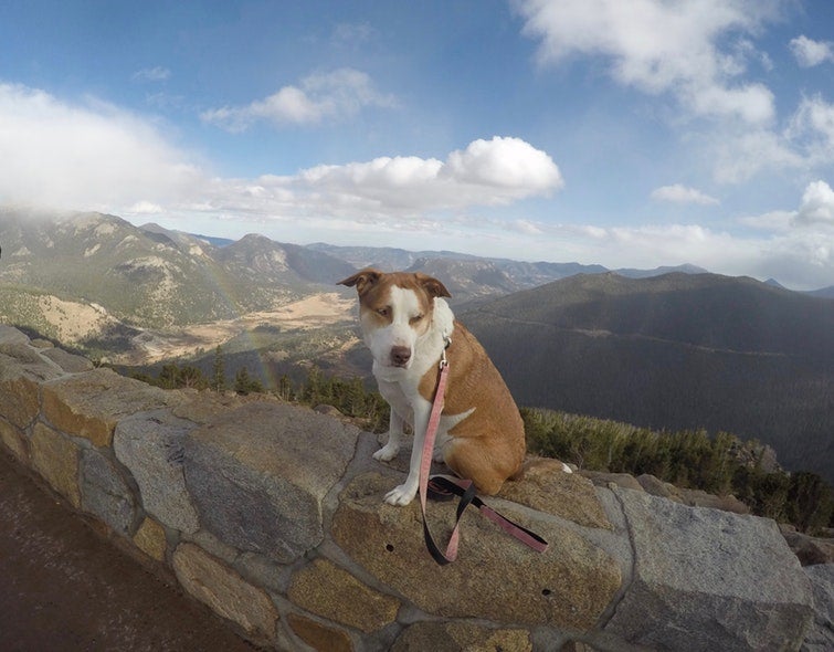 We love Daniel's photo of his dog friendly national parks alternative!