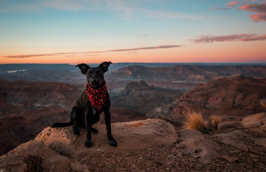 Hiking with dogs means having to step back from that ledge, my friend!