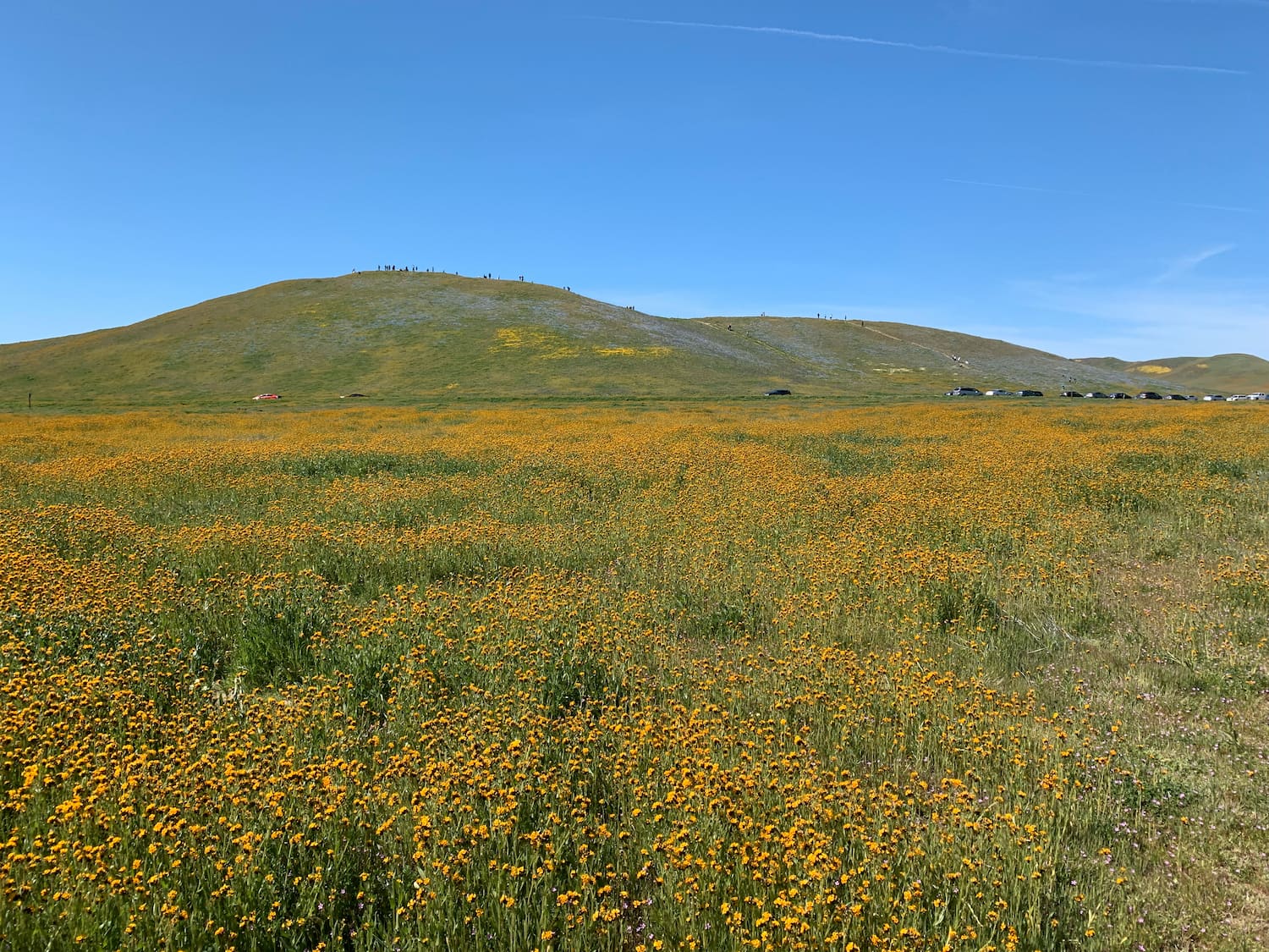 wildflowers over grassland