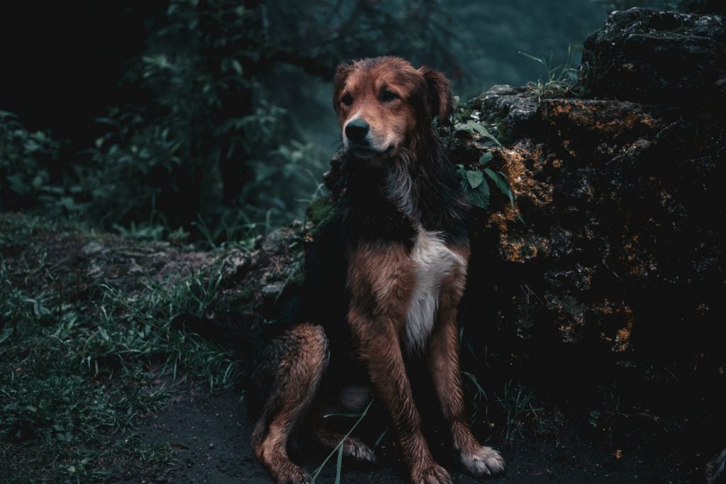 Be aware of the possibility that you might encounter other pets when hiking with dogs. 