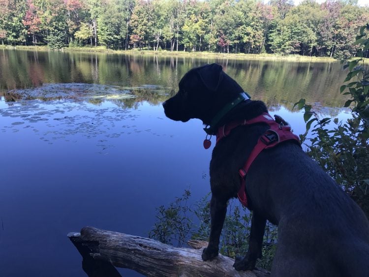 Campers Love These 6 DogFriendly Campgrounds in New York