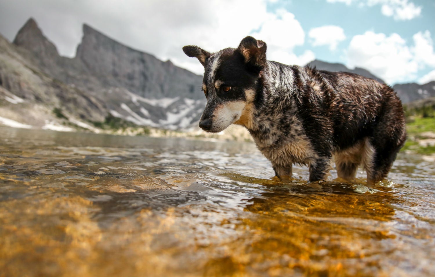 how much water should i bring my dog hiking