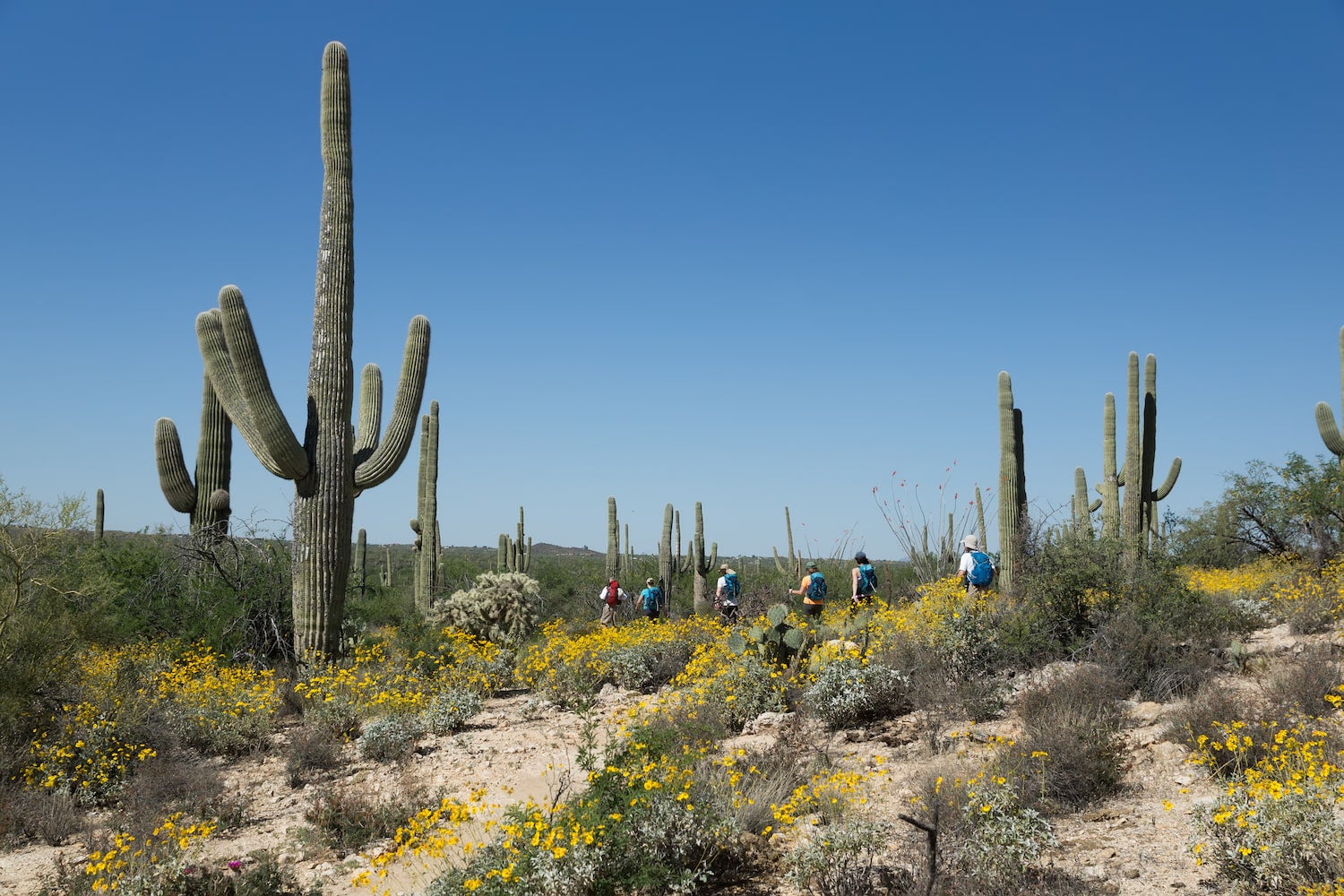 saguaro cactus and flowers in bloom