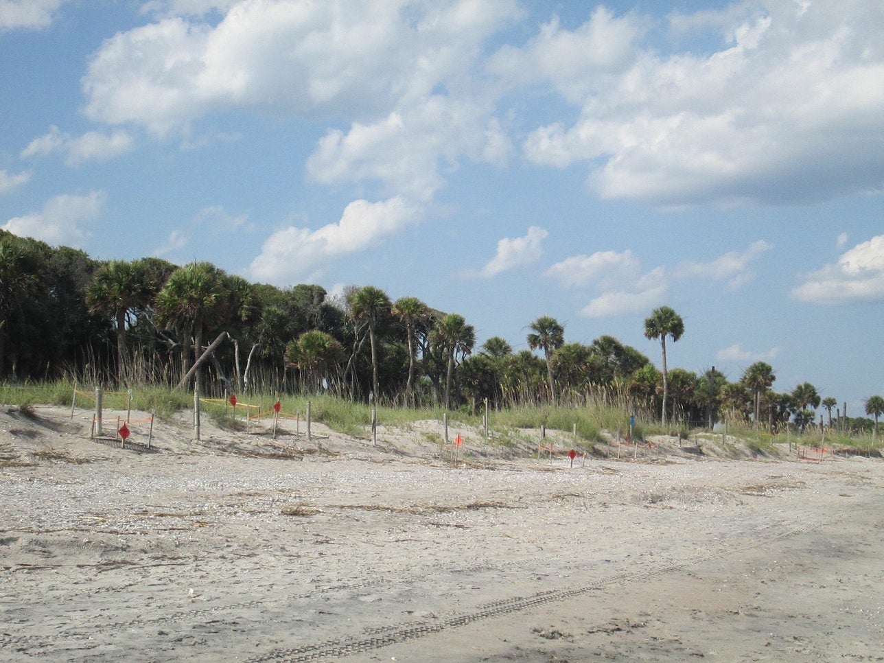 Edisto Beach State Park: South Carolina's Coastal Gem