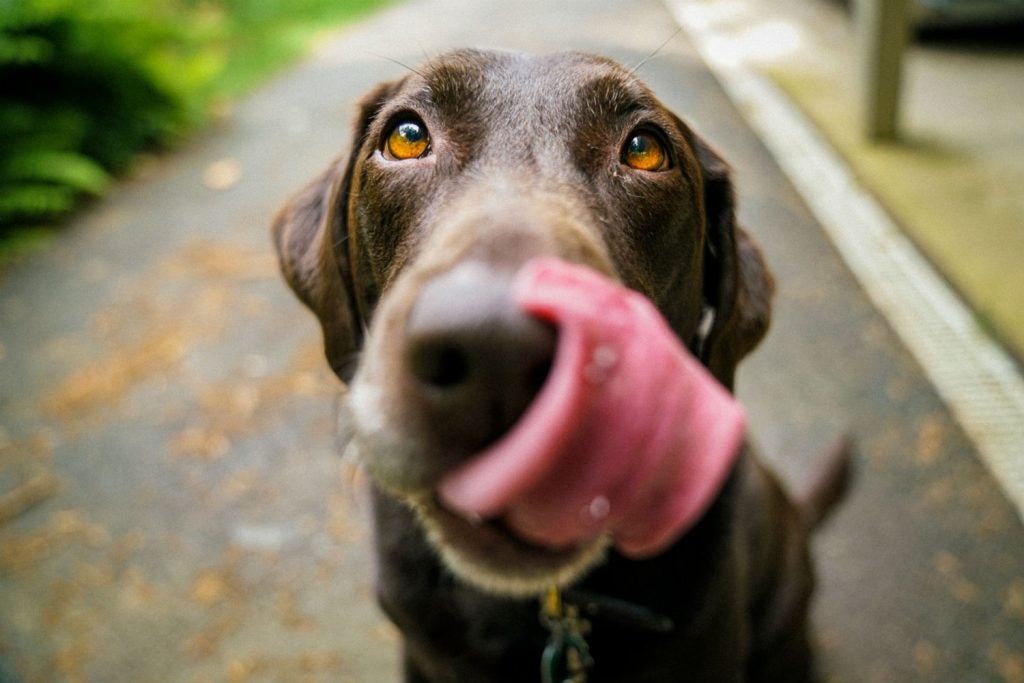 Keep your pooch away from potential parasites when hiking with dogs.