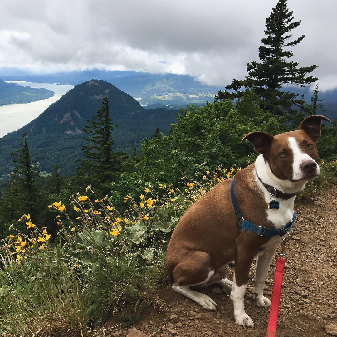 dog mountain permits