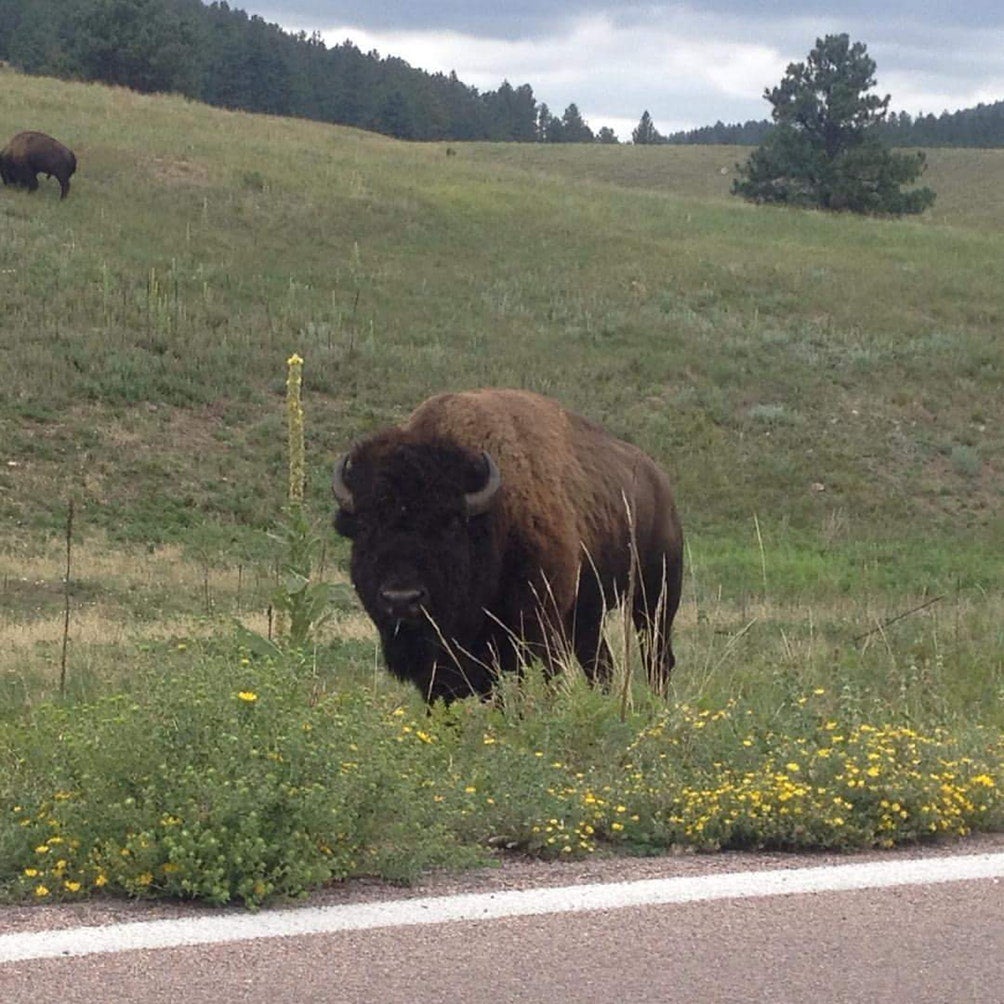 bison on the side of the road