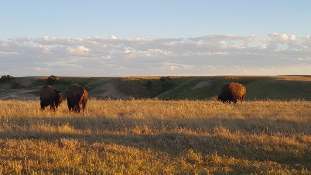 bison grazing at sunset