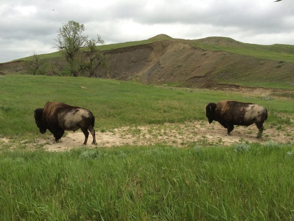 bison grazing on the hillside