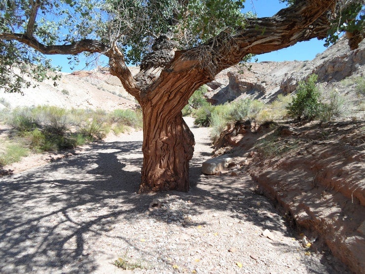 find the best campsite with shade