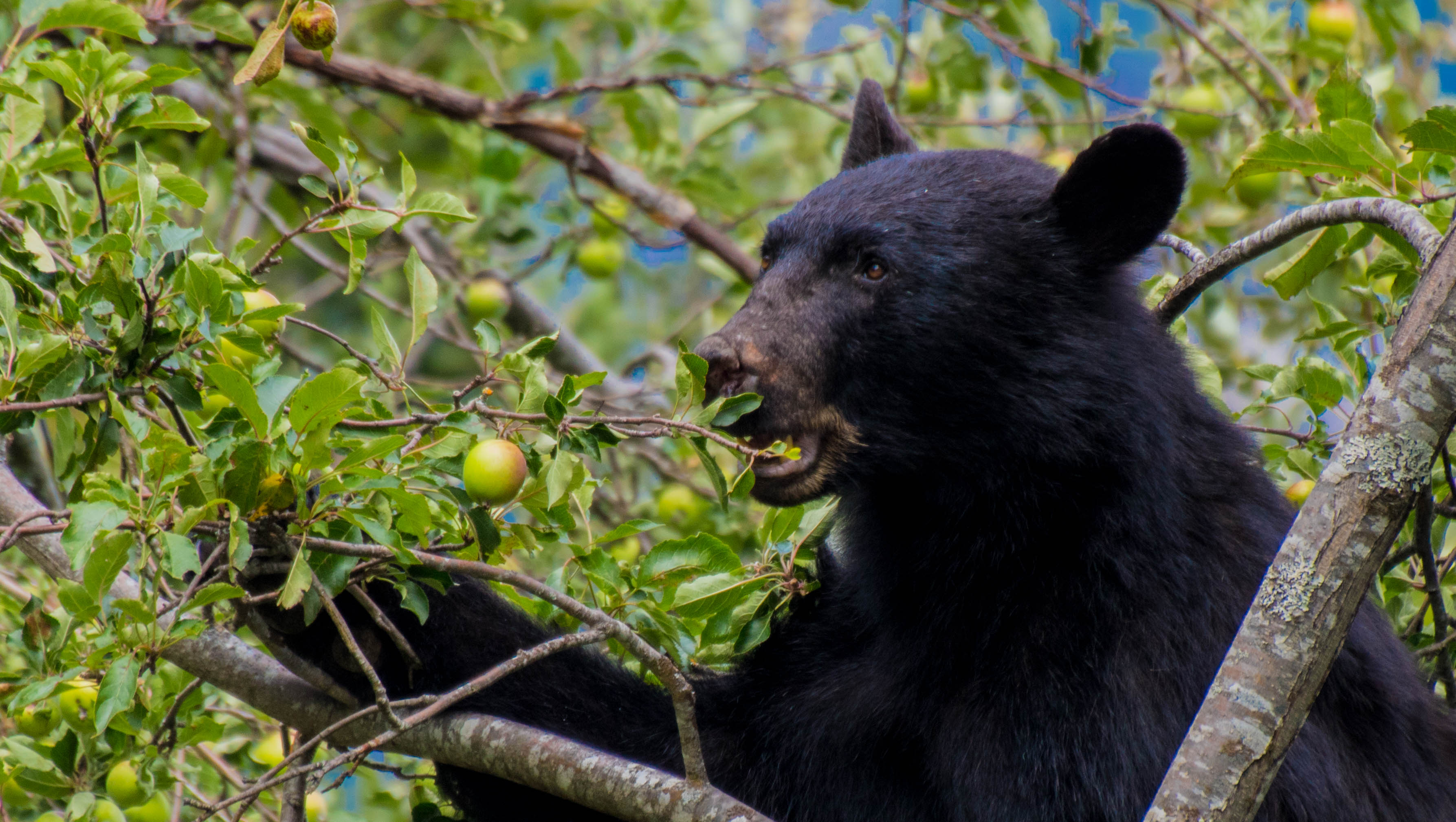 safety tips for bear encounters, bear eating fruit