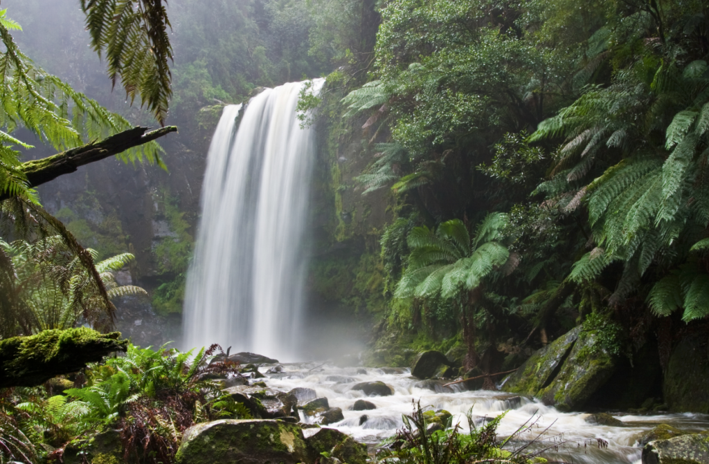 rainforest camping destinations