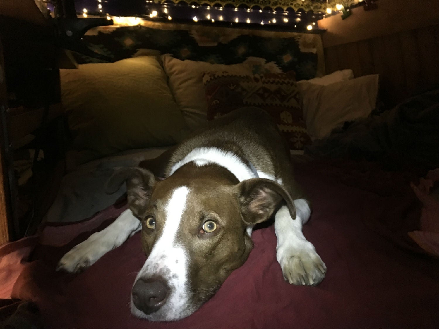 jackson hanging out inside a camper van conversion