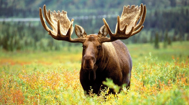 bull moose