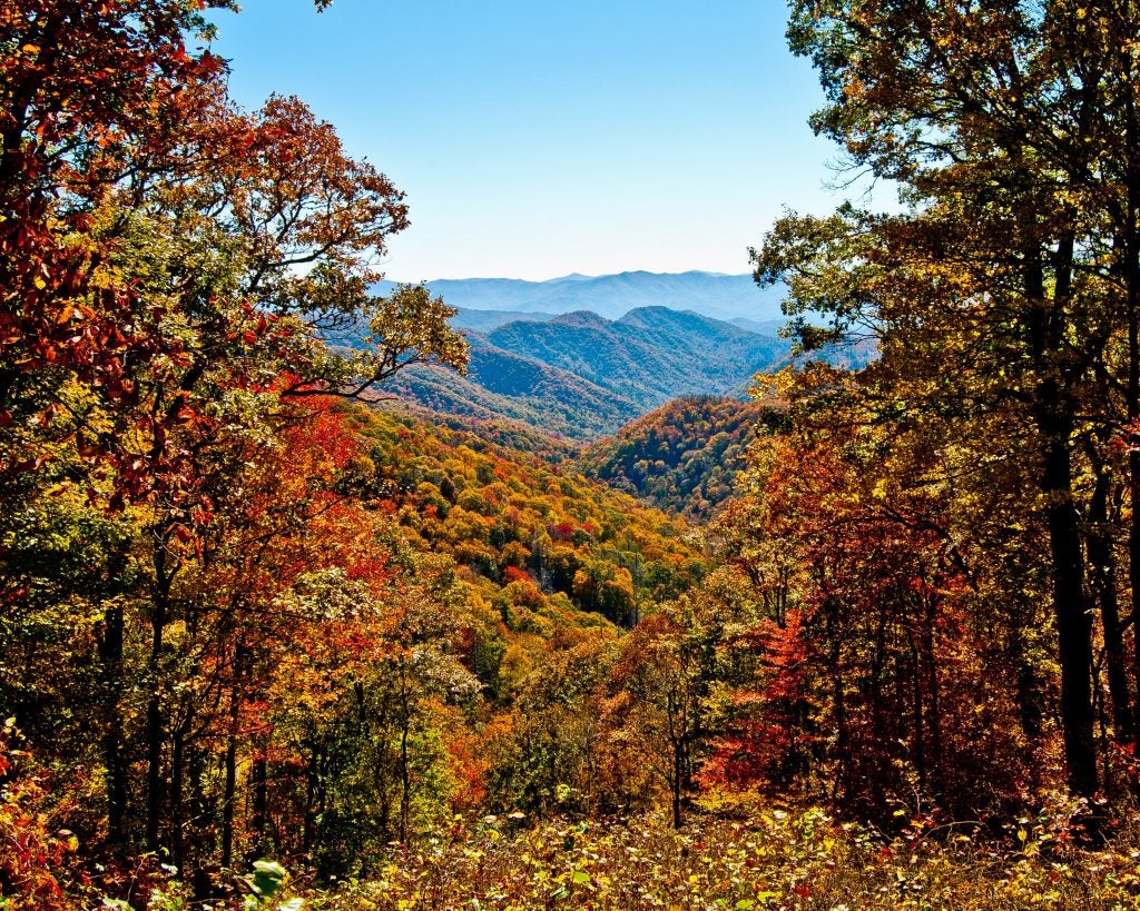 autumn woods in the great smoky mountains