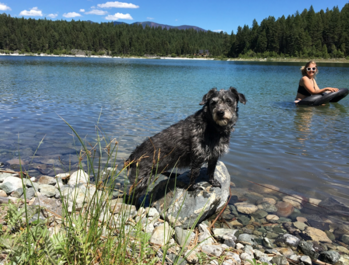 dog perched on a rock at a waterfront campground