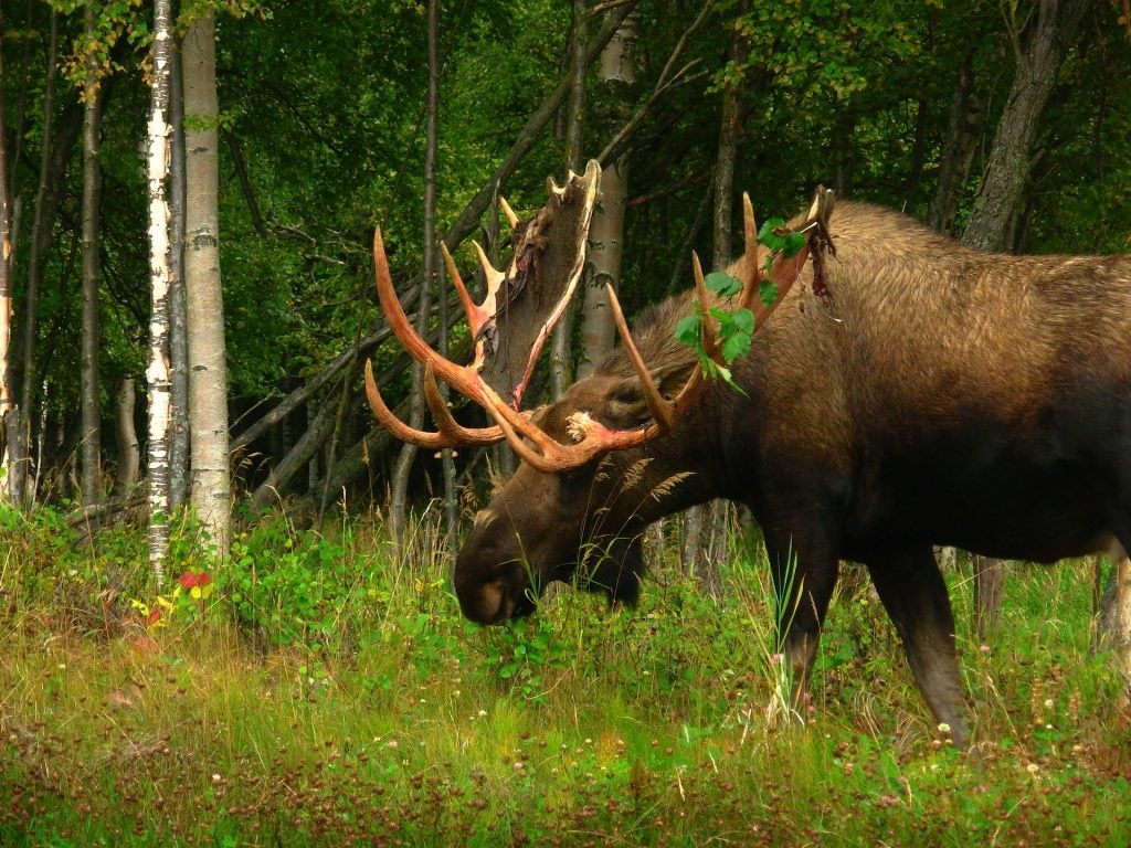 bull moose shedding velvet
