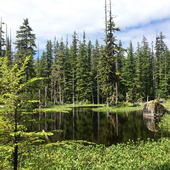 barlett cove enchanted forest in alaska