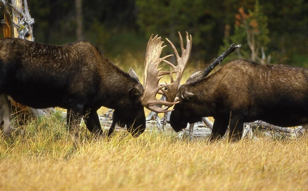 bull moose sparing