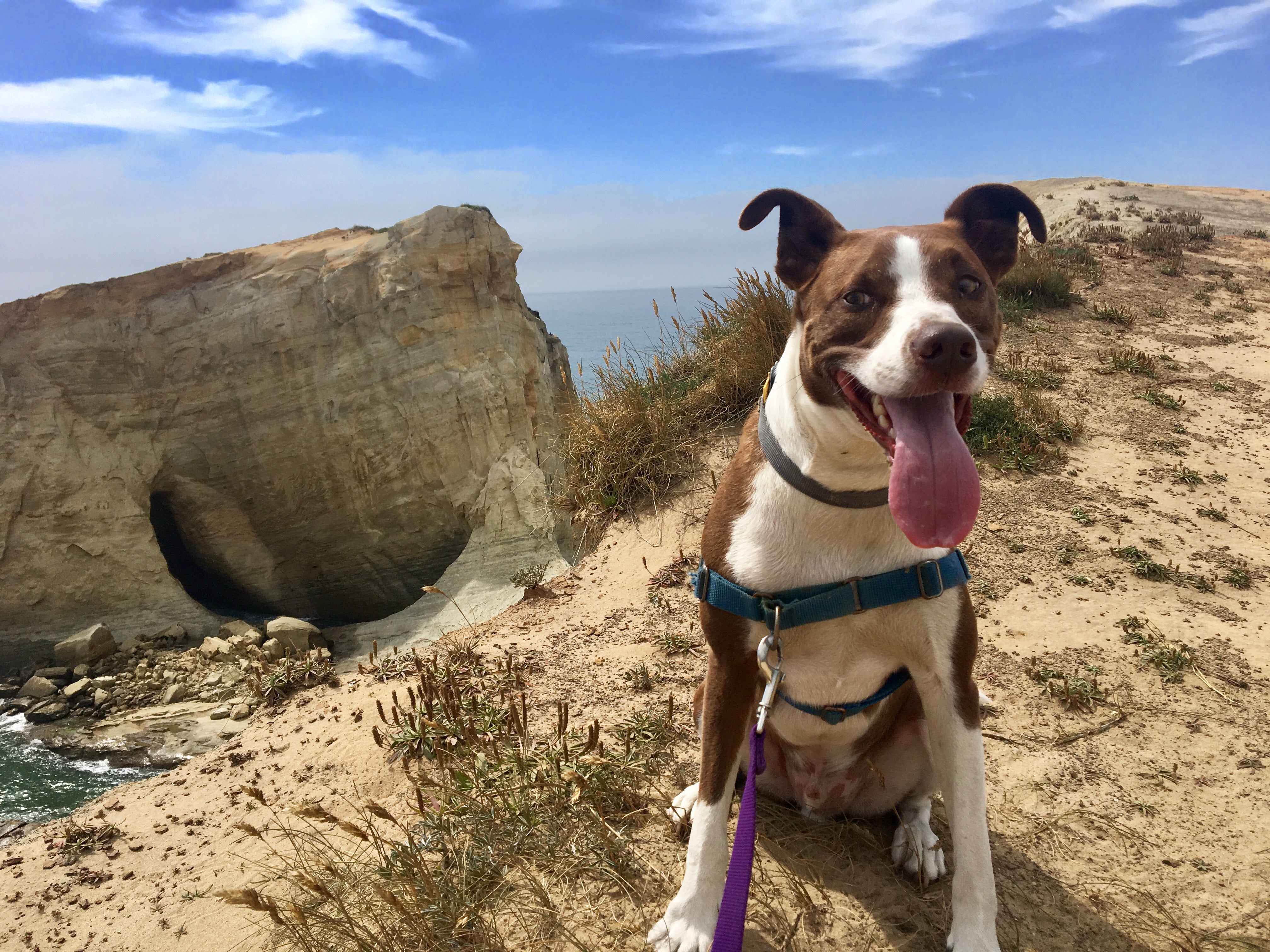 dyrt dog jackson enjoying the oregon coast