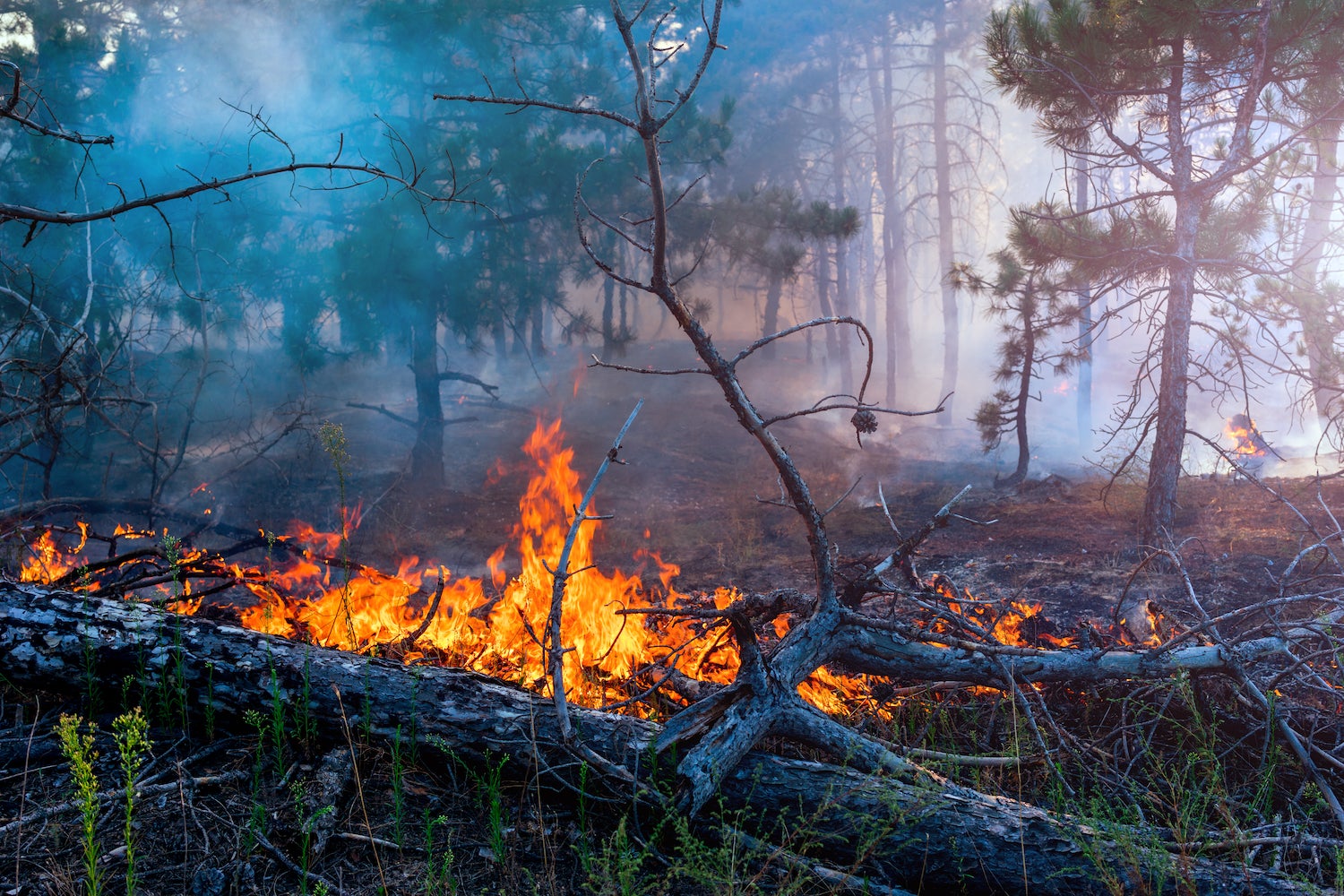 forest fires and prevention tips for campers