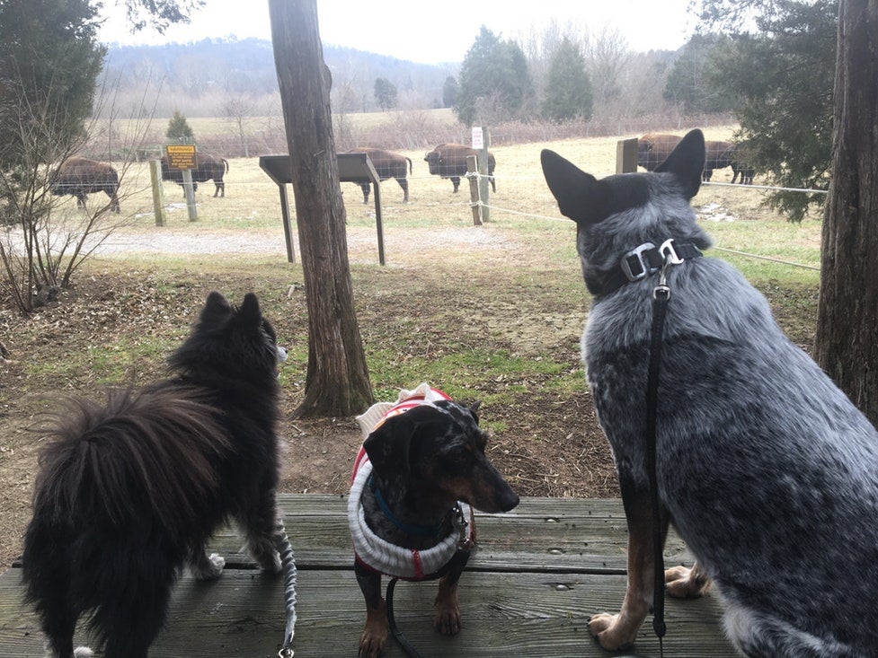 kentucky big bone lick state park