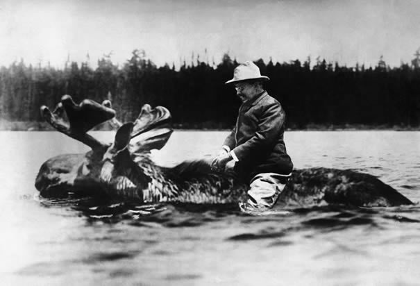 teddy roosevelt riding swimming moose