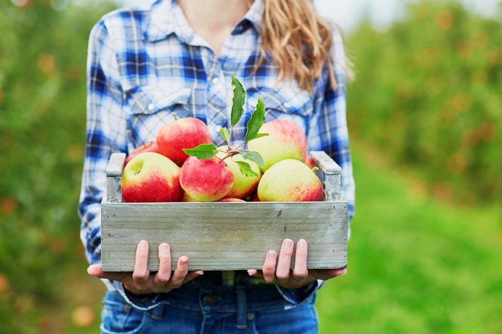 fresh picked supplies for apple desert recipes