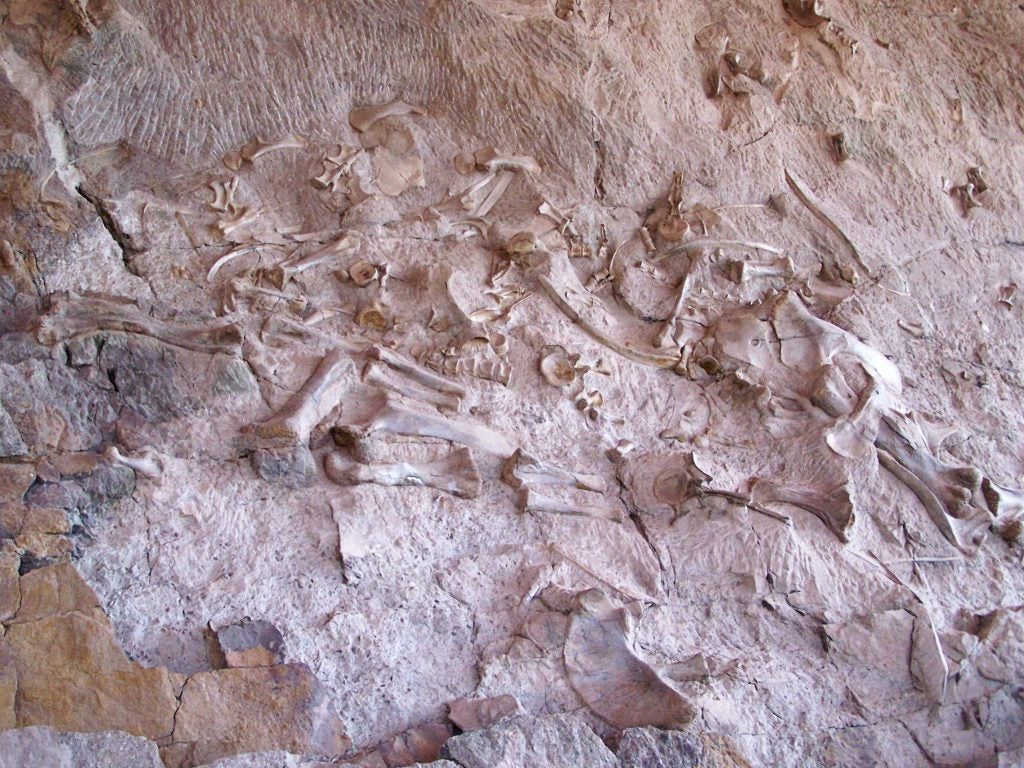 Fossils in the Quarry Exhibit Hall at Dinosaur National Monument 